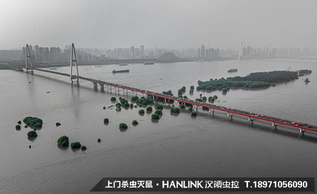 暴雨過后，蚊蟲鼠害帶來的問題影響